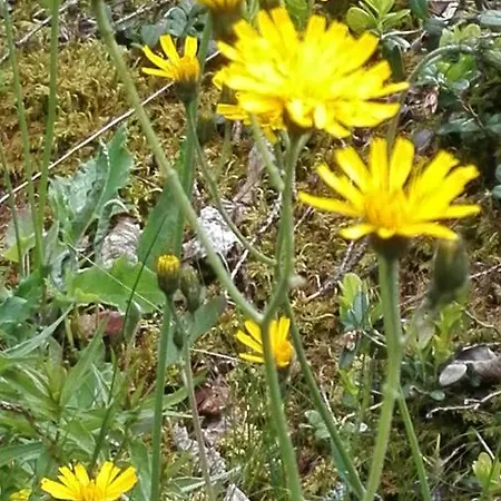Bed & , Corte Rossa -1 Min Walk To Bernina Express 2*
